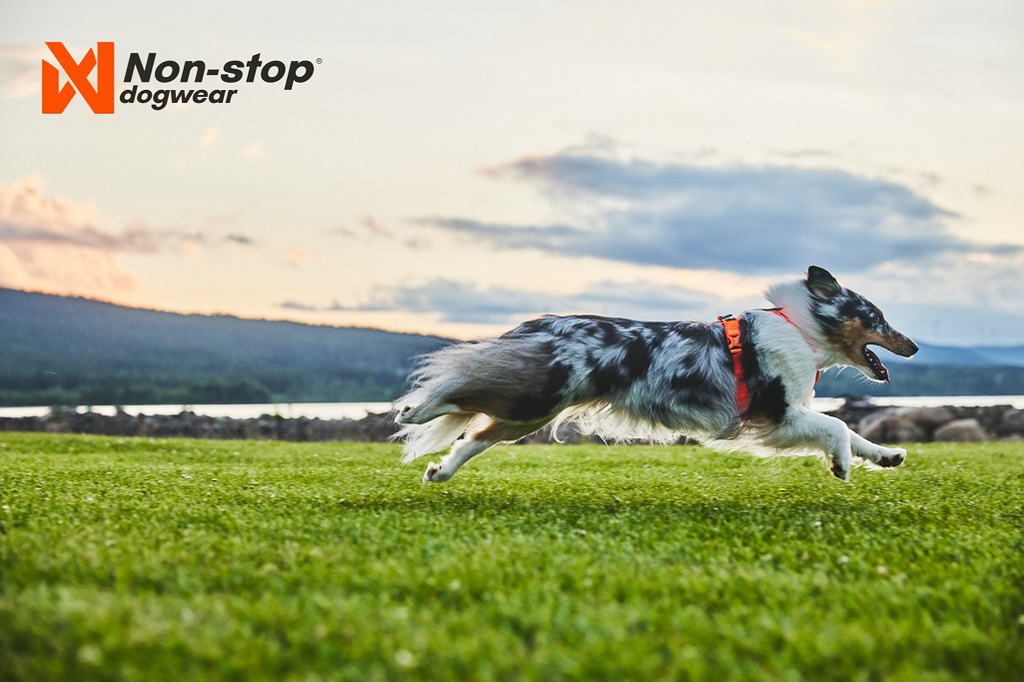 Non-stop dogwear Führgeschirr Line Harness 5.0