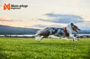 Non-stop dogwear Führgeschirr Line Harness 5.0